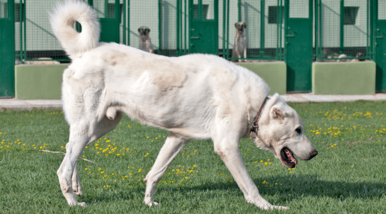 Un perro grande de pelo blanco paseando, mostrando signos de displasia de cadera. El perro camina con dificultad, lo que es evidente en su postura y movimiento. El fondo es un entorno tranquilo, destacando la importancia de cuidar a las mascotas con displasia de cadera mediante tratamiento adecuado como terapia láser.