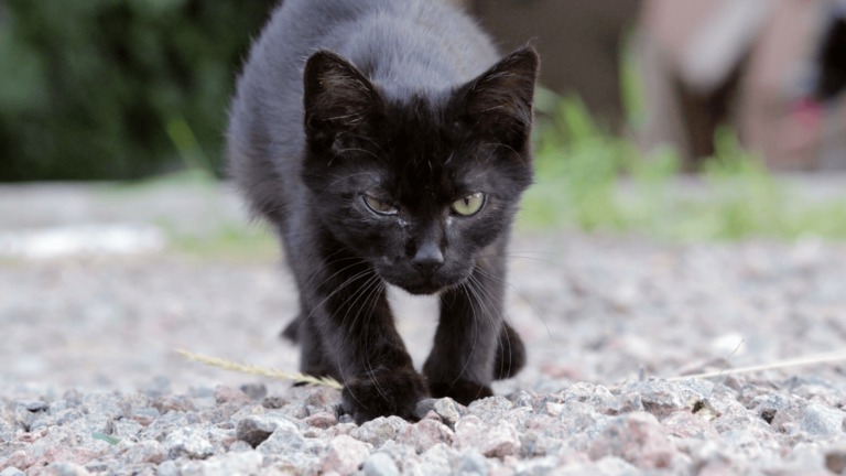 Gato con síntomas de clamidiosis felina: ojos enrojecidos y secreción ocular, signo común de esta infección bacteriana en gatos jóvenes o de colectivos.