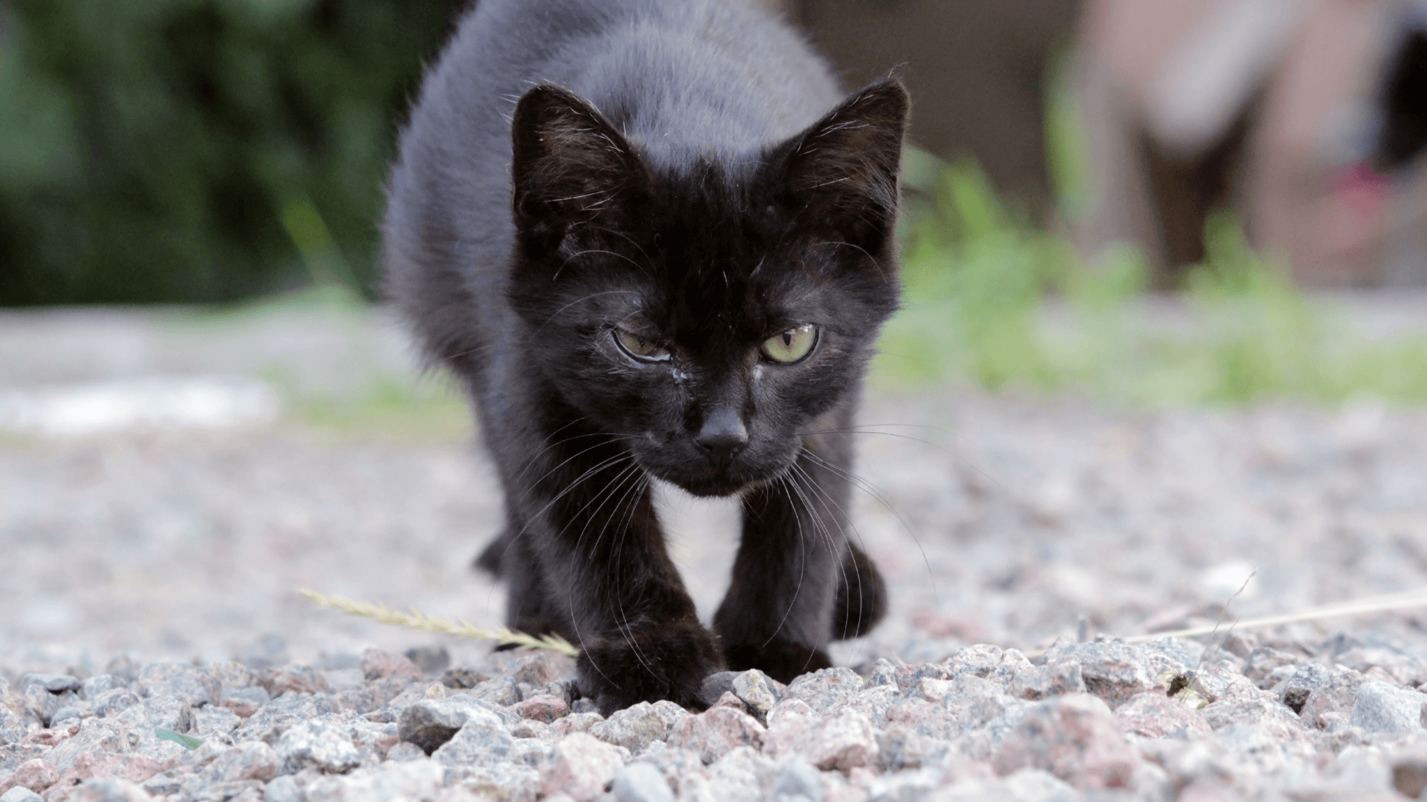 Gato con síntomas de clamidiosis felina: ojos enrojecidos y secreción ocular, signo común de esta infección bacteriana en gatos jóvenes o de colectivos.