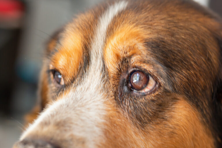 Mi perro tiene el ojo rojo y cerrado, causas y tratamiento