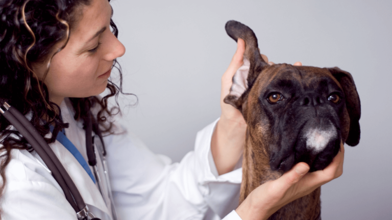 Otitis en perros y gatos: beneficios de la terapia láser como tratamiento