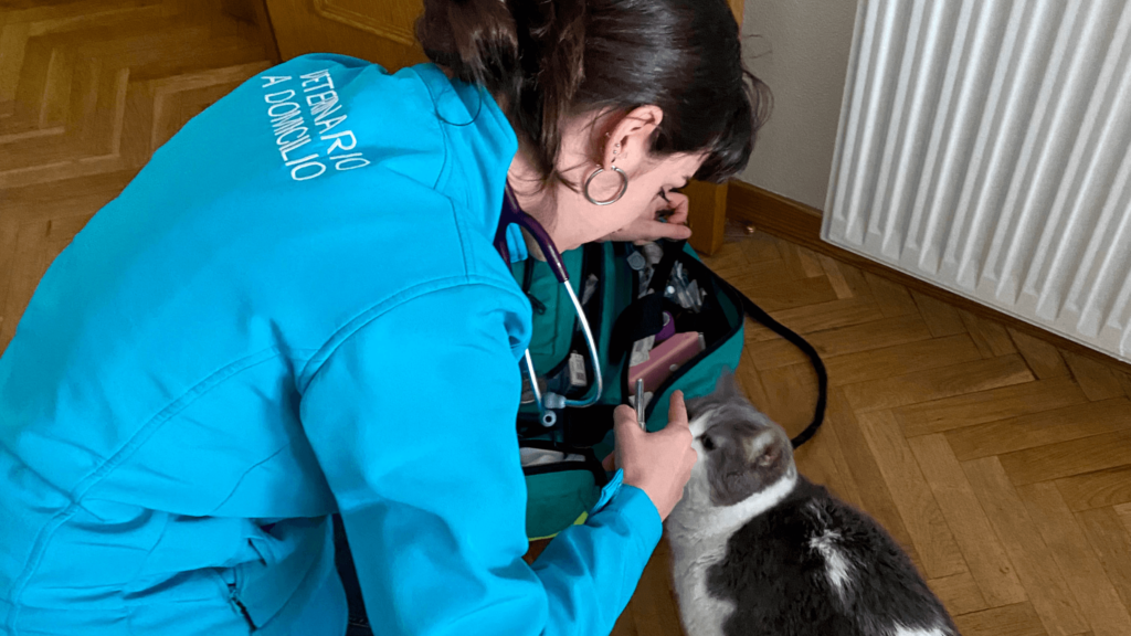 Un veterinario de Vet2Go está realizando una consulta a un gato en la comodidad de su hogar en Madrid. La imagen resalta la comodidad tanto para las mascotas como para sus dueños