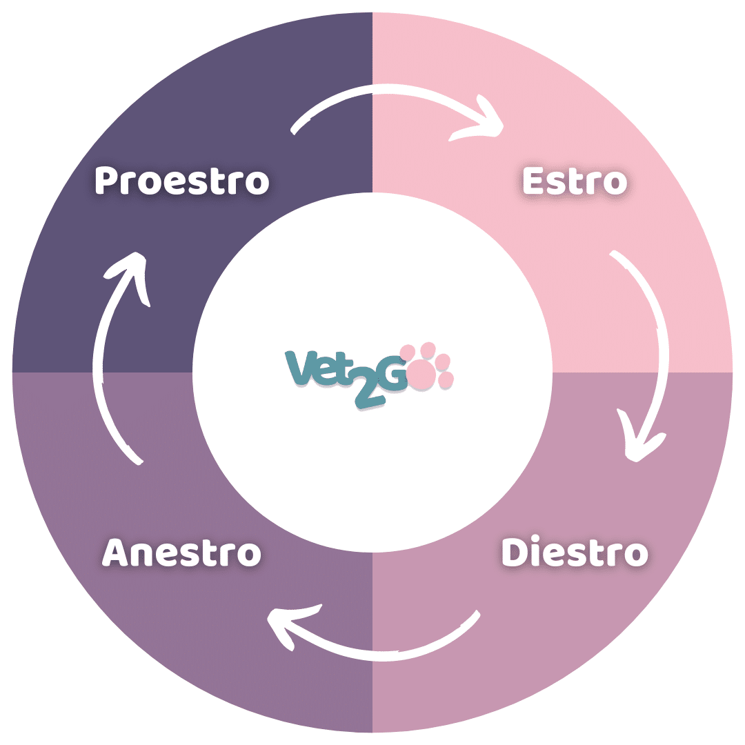 Proestro ¿Cuándo castrar a mi gata o perra? El ciclo sexual en perras y gatas
