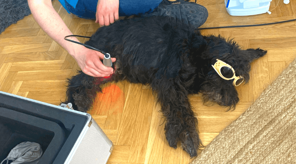 Un veterinario de Vet2Go aplica terapia láser a un perro de pelaje negro que está cómodamente tumbado en el salón de su hogar. El perro lleva gafas protectoras específicas para la terapia láser, mientras el profesional utiliza un dispositivo especializado. El entorno es tranquilo y acogedor, mostrando cómo Vet2Go ofrece tratamientos avanzados directamente en casa.