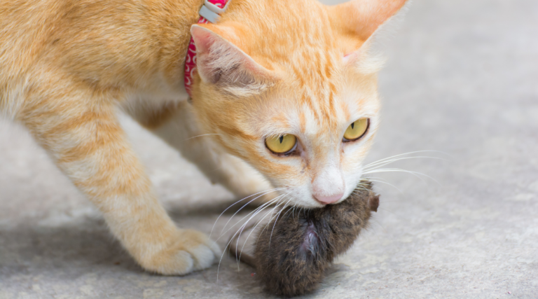 Un gato naranja sostiene un ratón pequeño en su boca, ilustrando el comportamiento natural de caza en los felinos. La imagen resalta la importancia de la desparasitación interna en gatos, ya que este tipo de interacción puede exponerlos a parásitos internos.