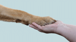 Mi perro tiene el ojo rojo y cerrado, causas y tratamiento - Vet2Go
