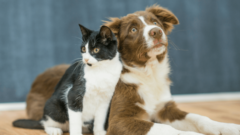 Un perro de pelaje marrón claro con manchas blancas y un gato de pelaje blanco con negro están sentados juntos en un espacio iluminado. Ambos animales parecen tranquilos y cómodos. El fondo es sencillo, manteniendo el enfoque en el perro y el gato