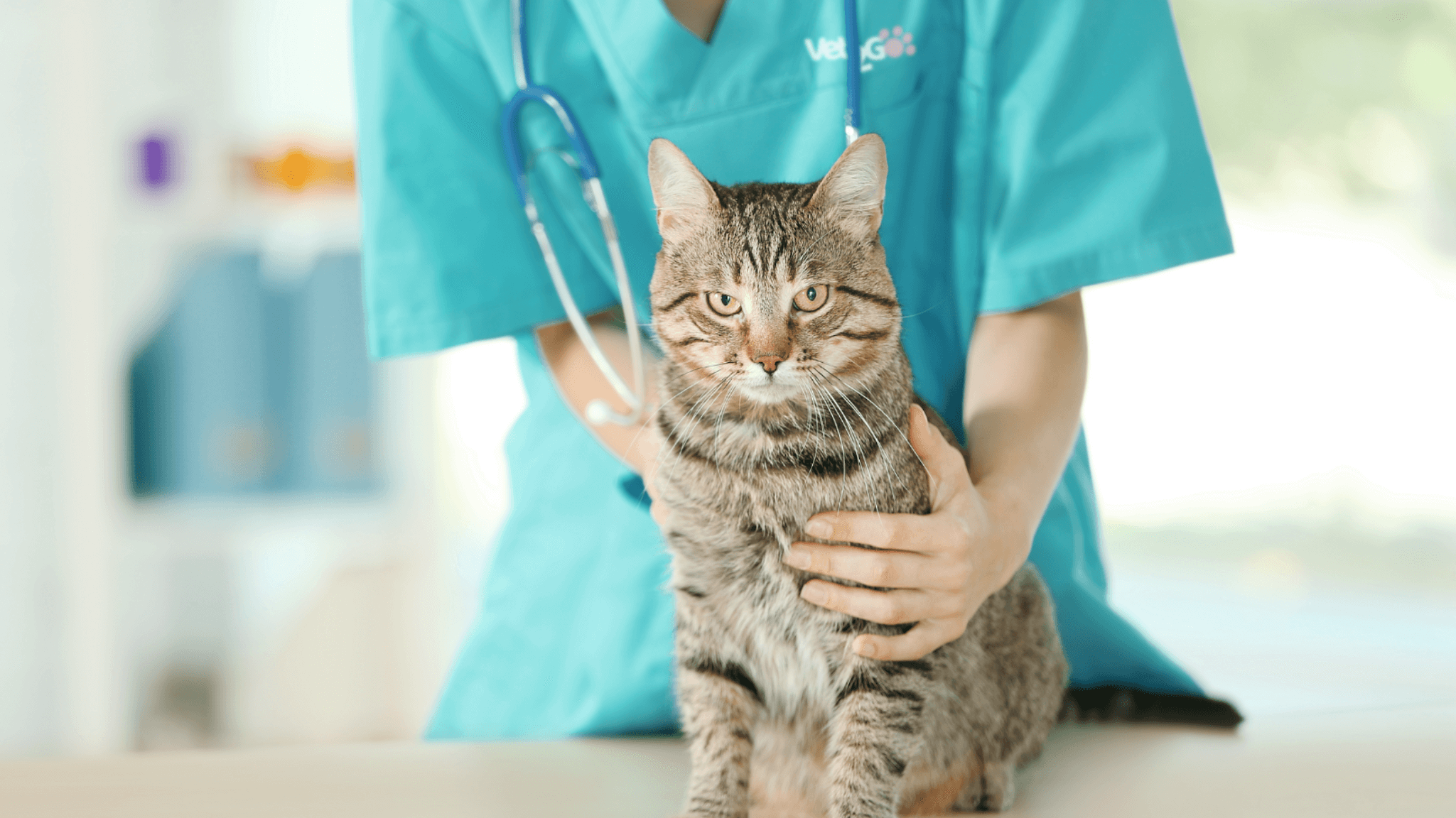 Un veterinario de Vet2Go está realizando una revisión a un gato en su hogar, mientras lo examina cuidadosamente. El gato está tranquilo y bien cuidado durante la consulta a domicilio. La imagen destaca la comodidad de recibir atención veterinaria profesional en casa.