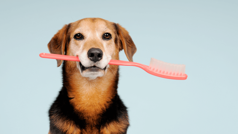 Un perro sostiene un cepillo de dientes en su boca, mostrando cómo los dueños pueden enseñar a sus mascotas a mantener su higiene dental. El fondo es de color azul pastel, creando un ambiente relajado y amigable.