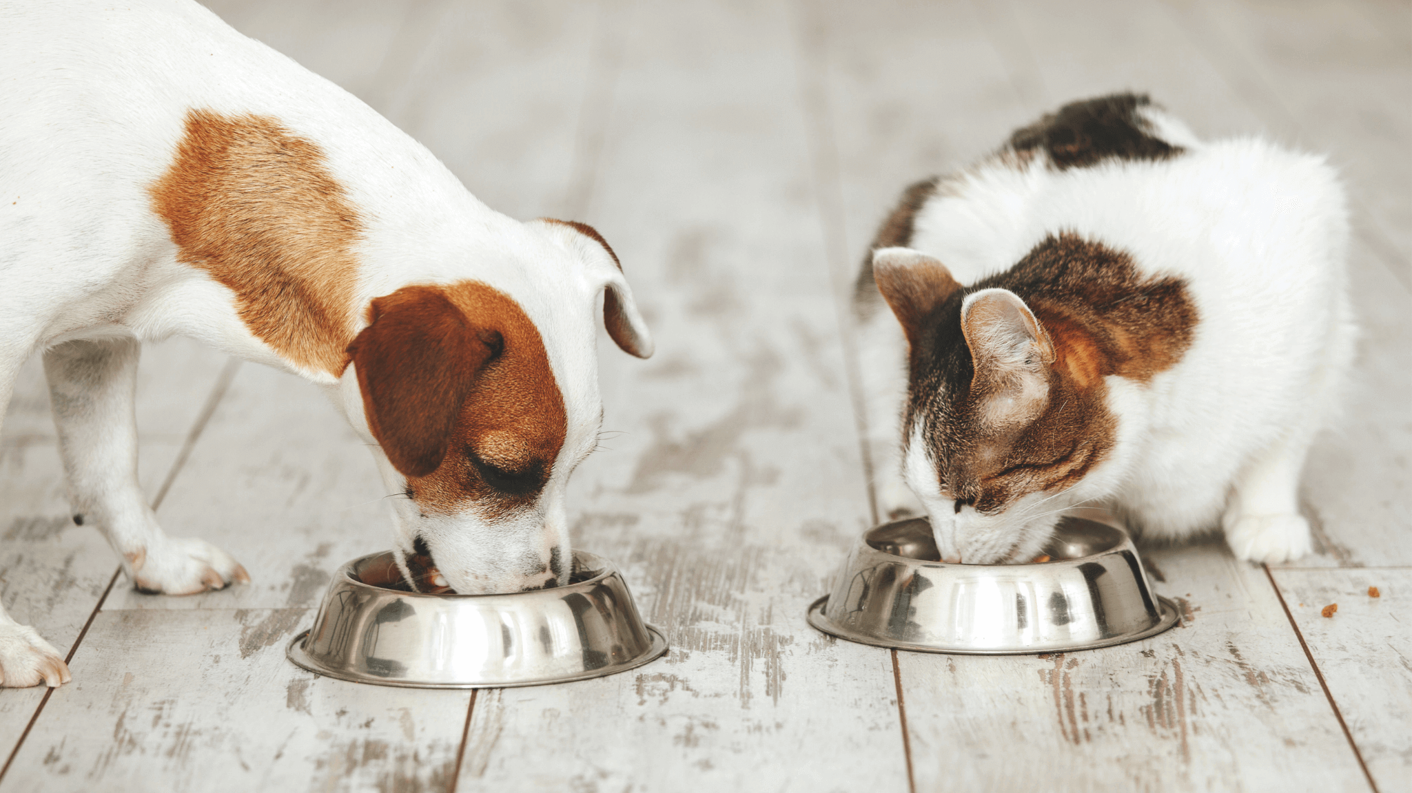 Un perro y un gato están comiendo juntos de sus respectivos cuencos de pienso en un ambiente tranquilo.