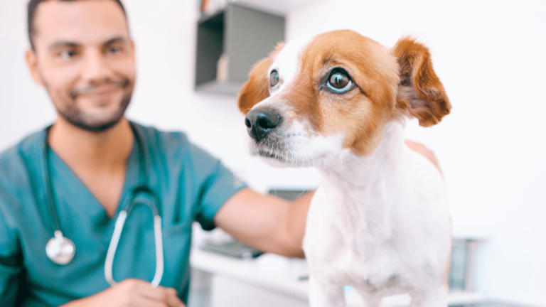 Un veterinario cuida a un perro con tranquilidad en la comodidad del hogar, asegurando un ambiente libre de estrés para tu peludo. La atención a domicilio hace que el manejo de la diabetes y otras condiciones sea más cómodo y personalizado.