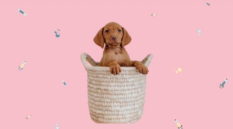 Un adorable cachorro de color marrón claro está sentado dentro de una cesta de mimbre. El fondo es de color rosa, creando un ambiente cálido y acogedor. El cachorro mira directamente a la cámara con una expresión tierna, ideal para transmitir ternura y alegría.