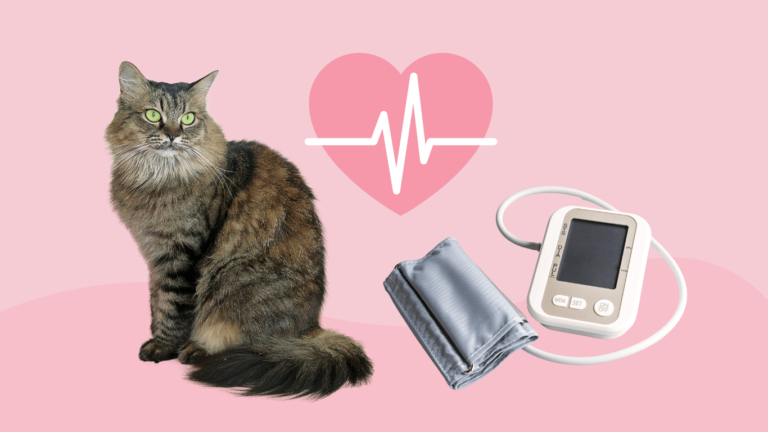 Gato tranquilo medición de la presión arterial con un tensiómetro