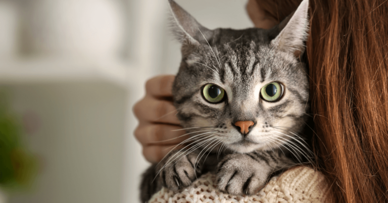 ¿Tu gato tiene dolor? Aprende a identificarlo por sus expresiones faciales