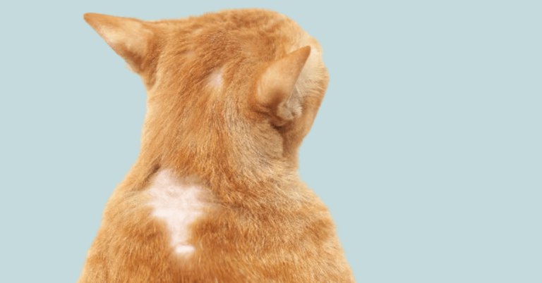 ¿Por qué mi gato tiene una calva? Causas comunes y cómo actuar