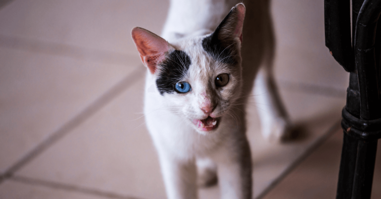 ¿Por Qué Mi Gato Maúlla Mucho? Descubre las Razones y Cómo Ayudarle