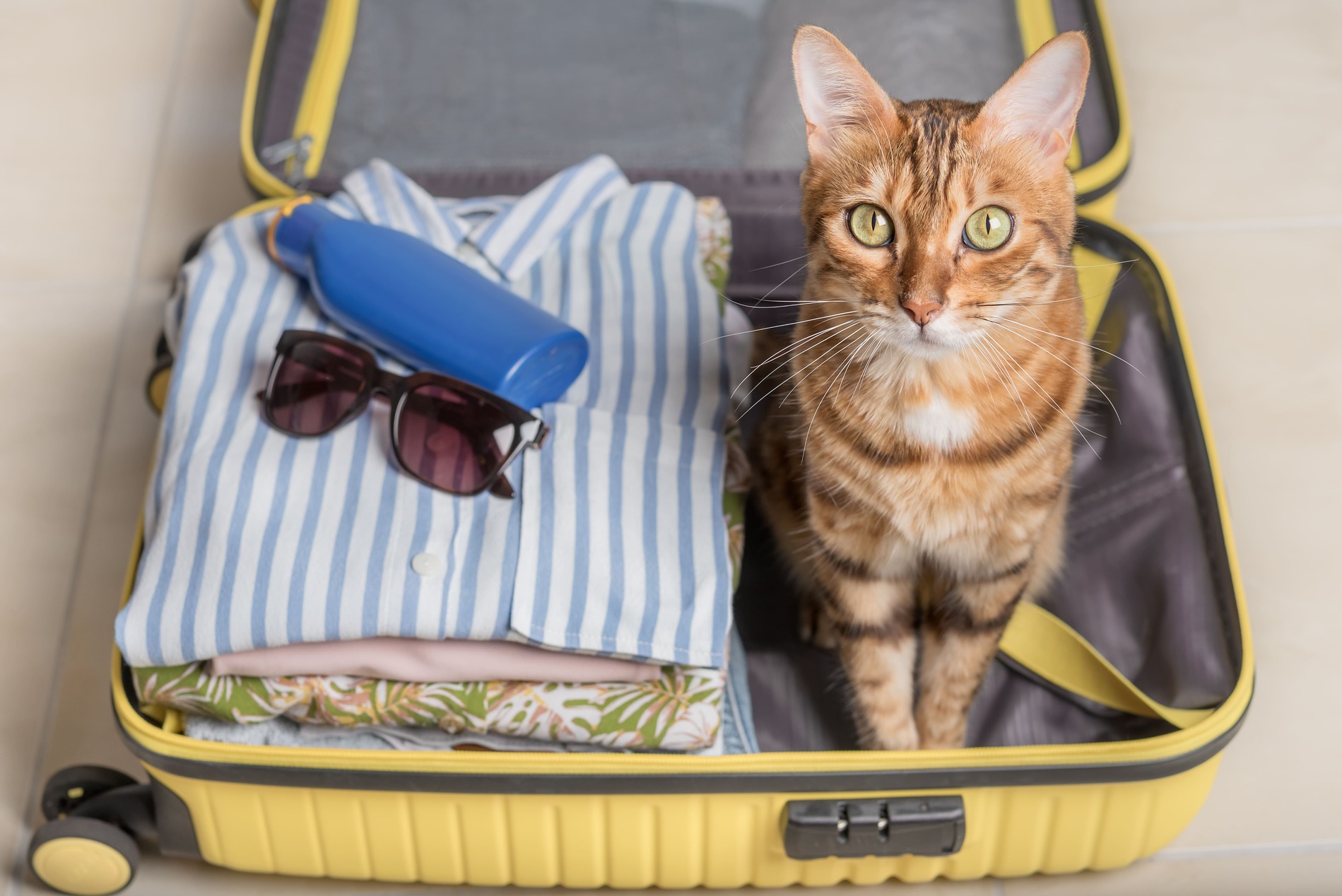 Viajar con gato CEXGAN