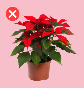 Evita las plantas toxicas para los gatos