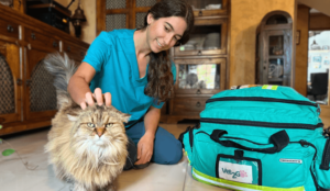 Gato acariciado