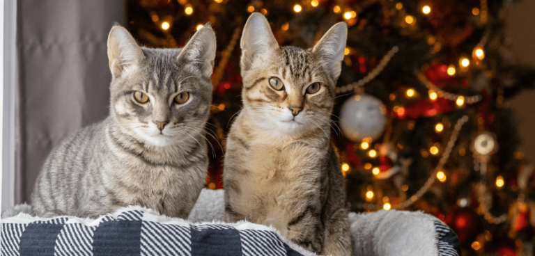 Gatos en Navidad