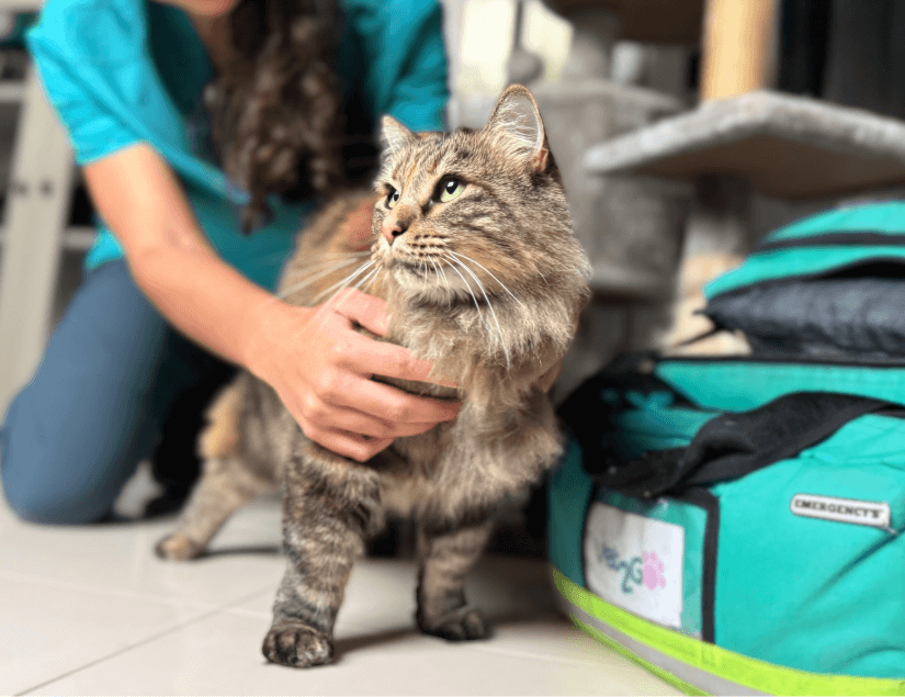 Veterinario sin estres gatos Madrid - Vet2Go