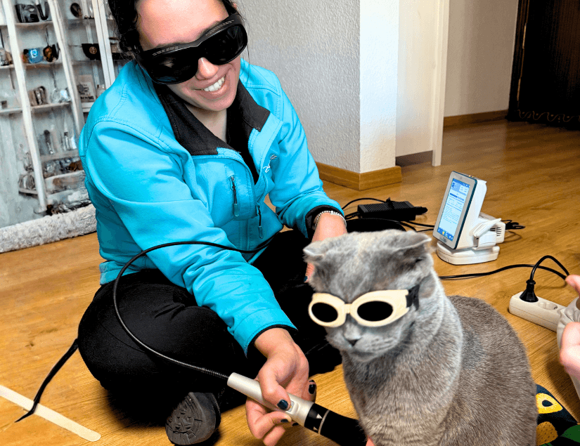 Terapia laser a domicilio perros y gatos - Vet2Go Madrid
