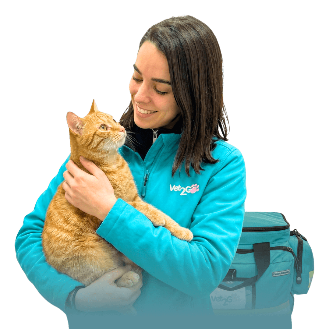 Elementos Graficos Vet2Go 4