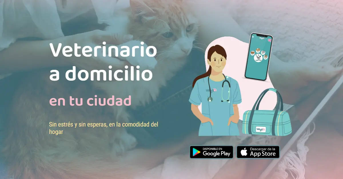 Vet2Go Veterinario a domicilio en Madrid